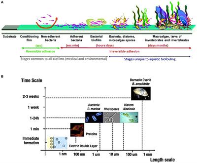 Monitoring of Marine Biofilm Formation Dynamics at Submerged Solid Surfaces With Multitechnique Sensors